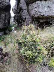 Podocarpus latifolius