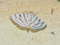 Pycnarmon virgatalis