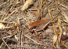 Pholidoptera pustulipes