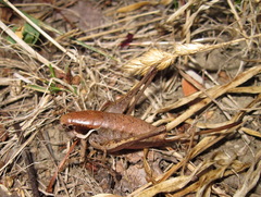 Pholidoptera pustulipes