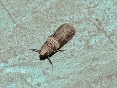 Phycitinae