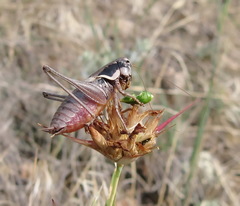 Pholidoptera pustulipes