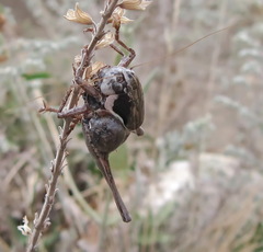 Pholidoptera pustulipes