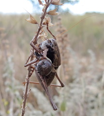 Pholidoptera pustulipes