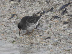 Calidris maritima