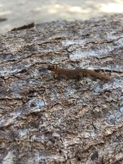 Lepidoblepharis sanctaemartae