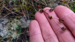 Saxifraga tridactylites