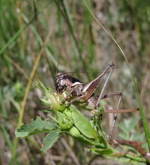Pholidoptera pustulipes