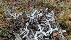 Sideritis catillaris