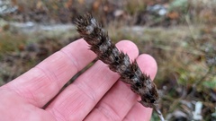 Sideritis catillaris