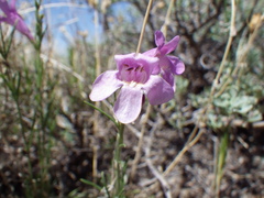 Penstemon laricifolius