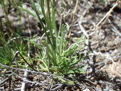 Penstemon laricifolius