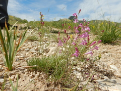 Penstemon laricifolius