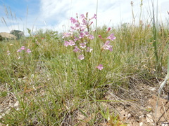 Penstemon laricifolius