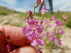 Penstemon laricifolius
