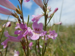 Penstemon laricifolius