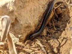 Archispirostreptus syriacus