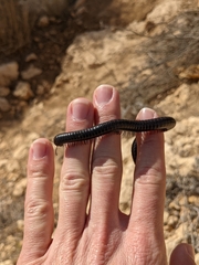 Archispirostreptus syriacus