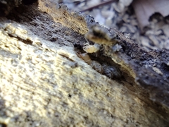 Termitinae