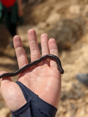 Archispirostreptus syriacus