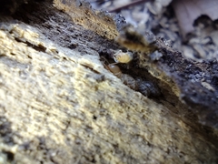 Termitinae