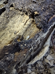 Termitinae