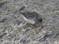 Calidris maritima