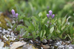 Gentianella propinqua