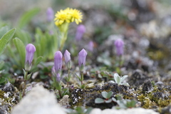 Gentianella propinqua