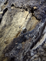Termitinae