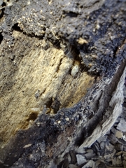 Termitinae