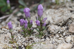 Gentianella propinqua