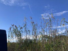 Phragmites australis berlandieri