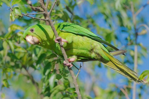 Green Parakeet (Psittacara holochlorus)