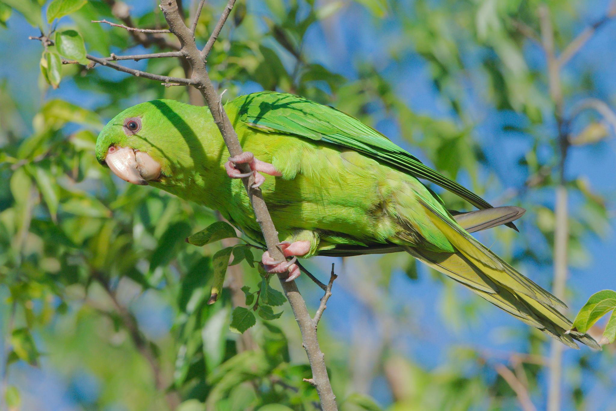 Green Parakeet (Psittacara holochlorus)
