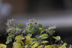 Clematis vitalba