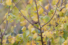Troglodytes troglodytes