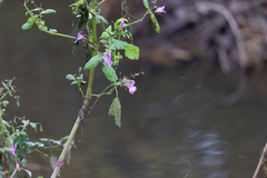 Impatiens glandulifera