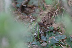 Turdus philomelos