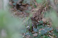 Turdus philomelos