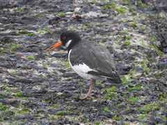 Haematopus ostralegus