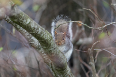 Sciurus carolinensis