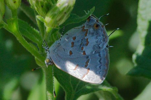 Clytie Ministreak photo 5