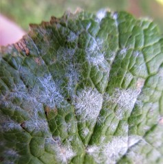 Erysiphe cruciferarum