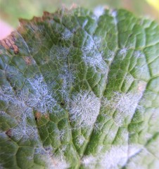 Erysiphe cruciferarum