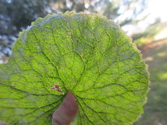 Erysiphe cruciferarum