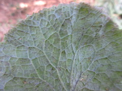 Erysiphe cruciferarum