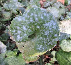 Erysiphe cruciferarum