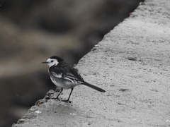 Motacilla alba yarrellii