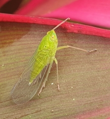 Cuernavaca